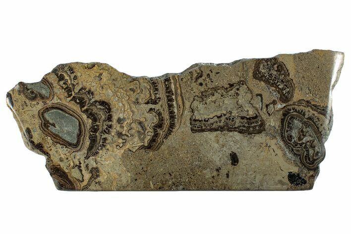 Devonian Stromatolite Slab - Orkney, Scotland #281617